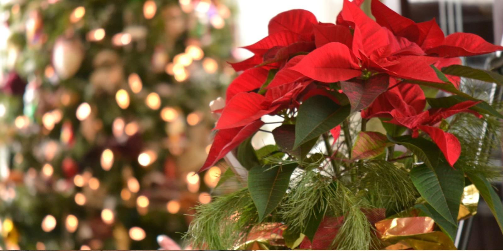 Simbolismo de la Navidad en Valencia: Tradiciones y Flores